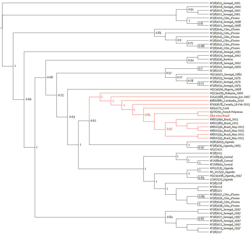 Figure 2. Maximum Likelihood Phylogenies of the Envelope Genomic Region from Brazilian Zika Virus. (Calvet et al. Detection and sequencing of Zika virus from amniotic fluid of fetuses with microcephaly in Brazil: a case study. 2016)
